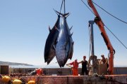 (الصورة: فيسبوك)  صيد التونة في الجزائر