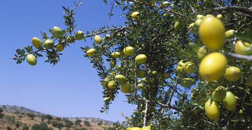 شجرة الأرغان