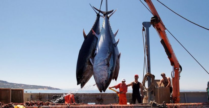 (الصورة: فيسبوك)  صيد التونة في الجزائر