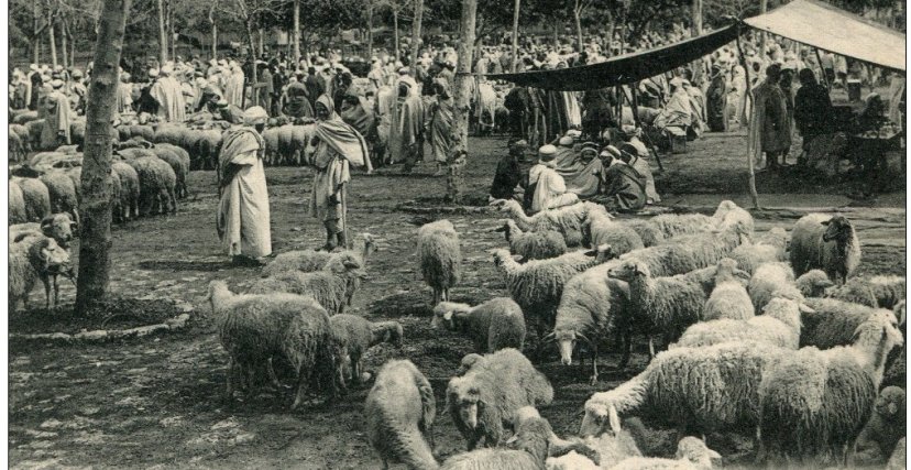 سوق الماشية في الجزائر قديمًا 