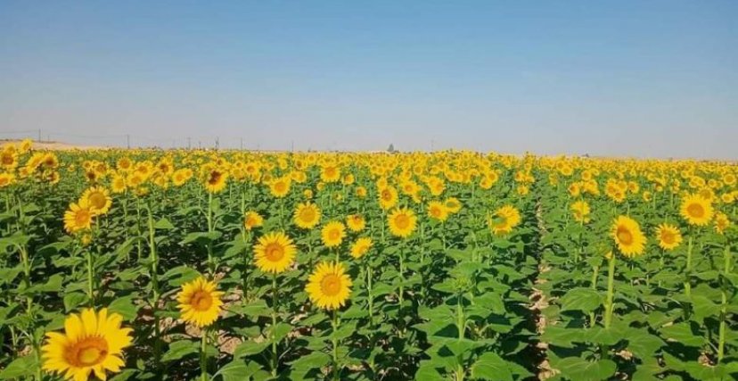 زراعة نبات دوار الشمس الجنوب ( صورة أرشيف)